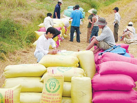 Farmers selling harvested rice directly from fields to traders (Photo: SGGP)
